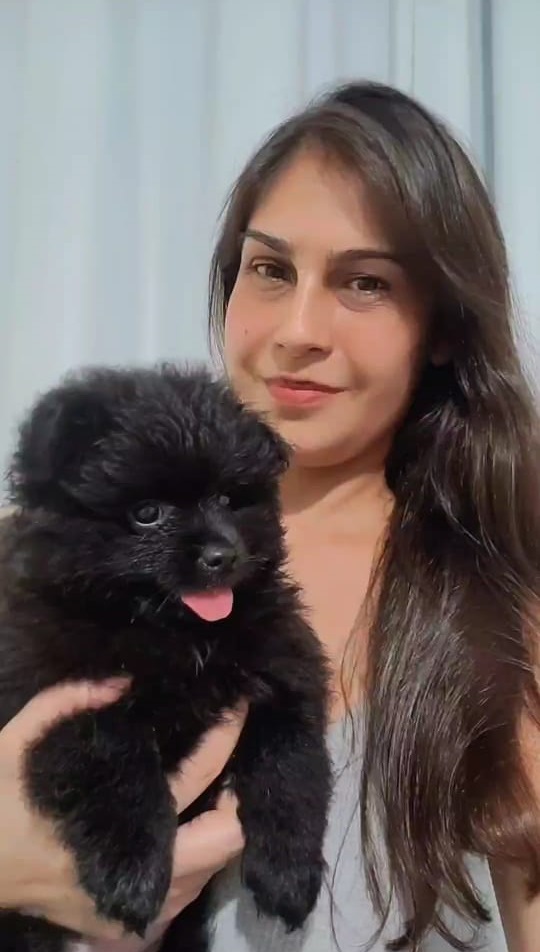 canil lulu da pomerânia rj