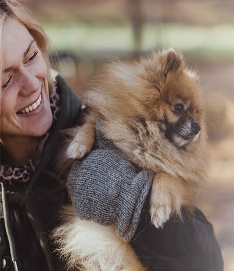 canil lulu da pomerânia rj