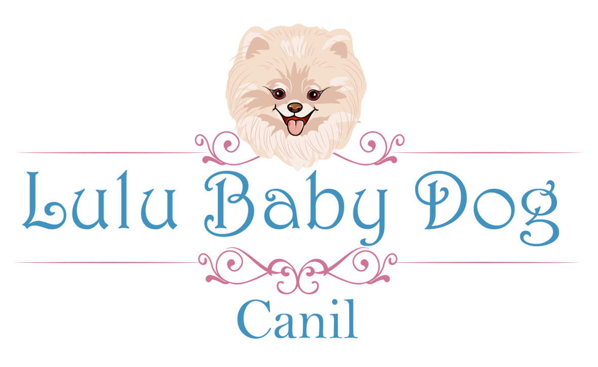 canil lulu da pomerânia rj